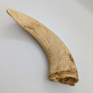 Lamb Horn Marrow (Large)