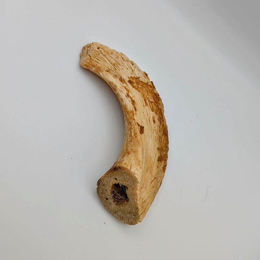 Lamb Horn Marrow (Medium)