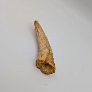 Lamb Horn Marrow (Small)